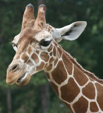 Giraffe-079.jpg